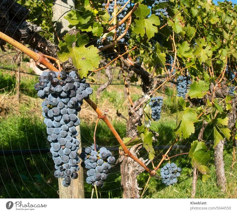 Südtiroler Wein - noch nicht ganz fertig - die letzten roten Weintrauben warten in der herbstlichen Sonne auf die Lese blaue hängend Rebstock Weinlese