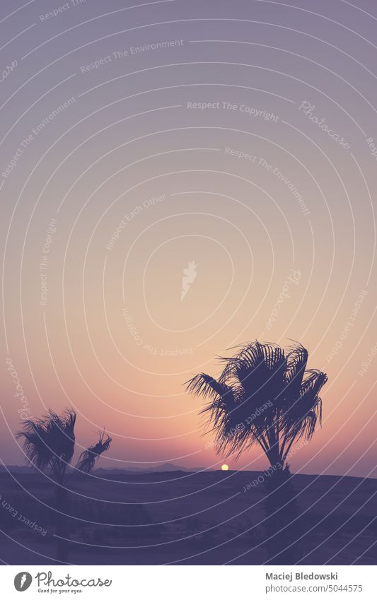 Silhouetten von Palmen in einer Wüste bei Sonnenuntergang, farbige Tonung, Ägypten. wüst Handfläche Himmel Natur getönt retro Oase Afrika Abend im Freien
