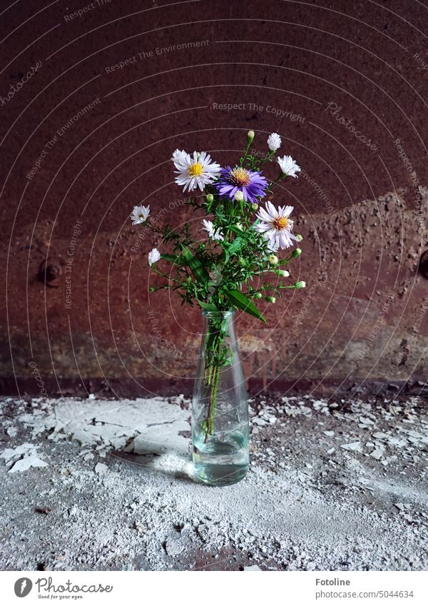 Vor einer verrosteten Metallplatte auf schmutzigem Boden steht eine kleine Blumenvase mit einem Strauß frischer Astern. lost places alt Verfall Vergänglichkeit