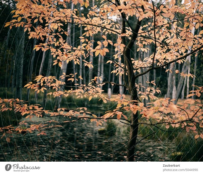 Bunte Blätter einer kleinen Buche vor dunklen Stämmen im herbstlichen Gegenlicht Herbst bunt dunkel Wald Natur Baum Herbstfärbung gelb Herbstwald Herbstlaub