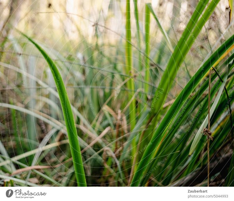 Grüne Gräser und Schilf in Nahaufnahme bilden Linien und Gewirr grün Sumpf Fliess Struktur Natur gräser Pflanze Schärfe Unschärfe