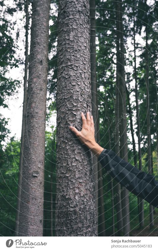 Ein Mann berührt einen Baumstamm im Wald Natur Umwelt grün Baumrinde Wachstum Holz Außenaufnahme Pflanze Farbfoto Arme Hand berühren Liebe Fürsorge Blatt Tag