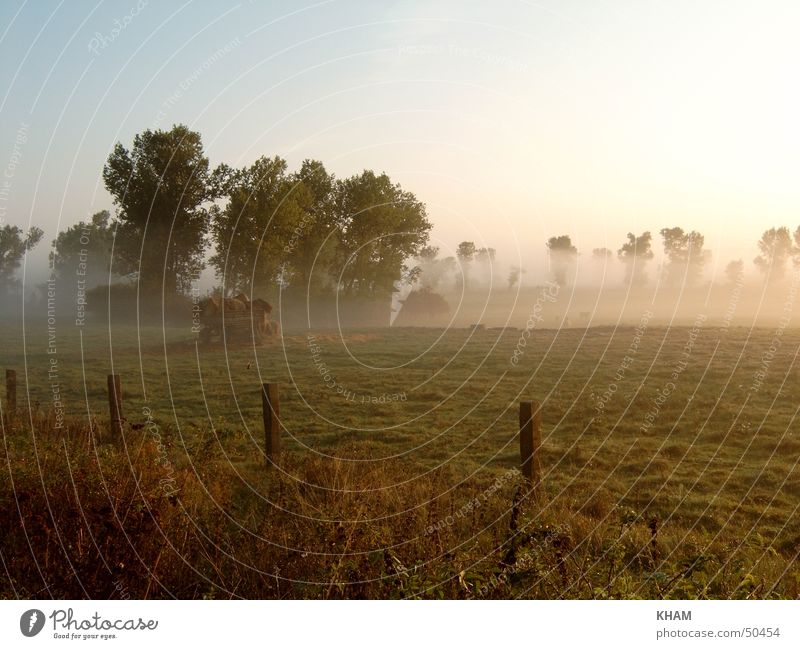 Morgennebel Nebel Wiese Pflanze Außenaufnahme Wetter Weide Landschaft Traurigkeit