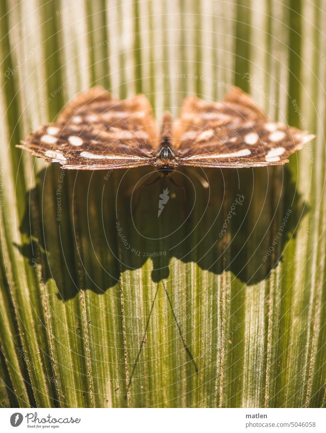 Schmetterling auf Palmblatt Palme Aussenaufnahme Schattenspiel Farbfoto Natur Struktur Nahaufnahme Detailaufnahme Insekt Schwache Tiefenschärfe Flügel