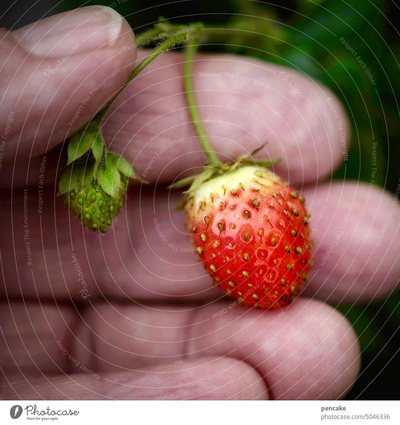 späte süße Hand Obst reif Nahaufnahme Ernährung lecker Garten Mensch Finger zeigen Erdbeere Ernte
