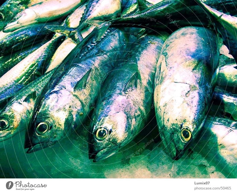 Frischer Fisch Fischmarkt grün glänzend frisch Makrele Meer Gebiss Ernährung Markt Scheune blau silber Tod fangfrisch Fischauge Eis fish
