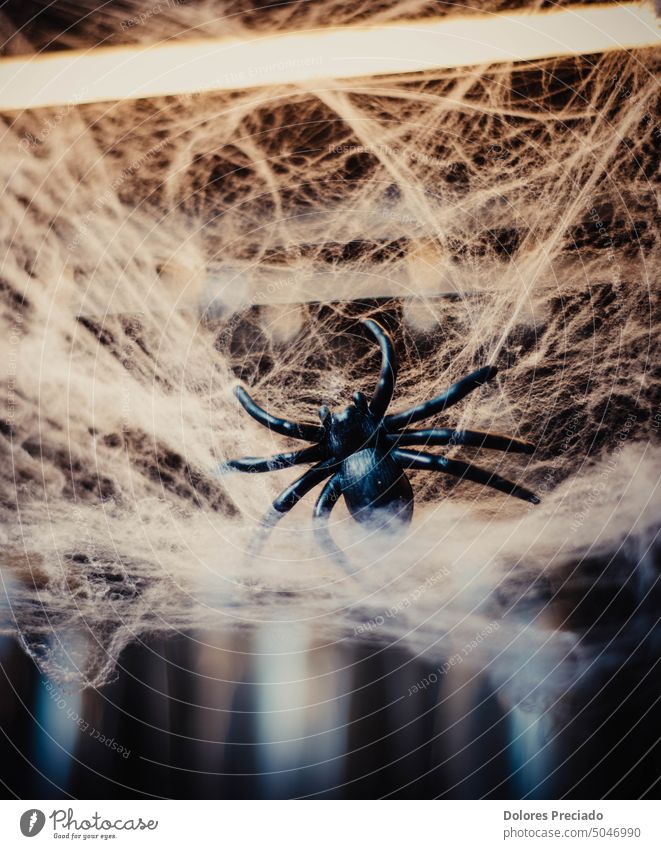 Dekoration Tarantel Spinne für halloween Tier Spinnentier Hintergrund Transparente schön Schönheit schwarz braun Wanze schließen Nahaufnahme Farbe farbenfroh