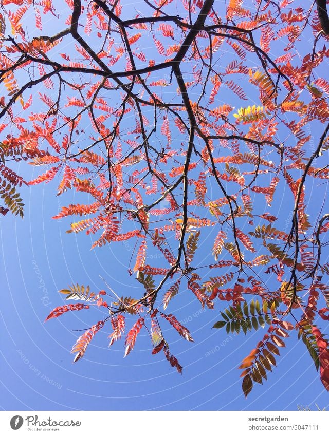 loses Blattwerk oder Äst-hetisch Baum Natur Himmel blau rot Herbst herbstlich Herbstfärbung Herbstlaub Herbststimmung Froschperspektive Laub Essigbaum Blätter