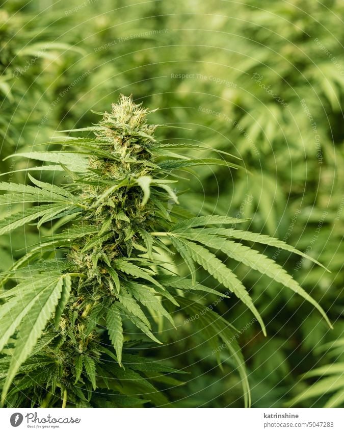 Blühendes reifes Marihuana mit Knospen und grünen Blättern. Bio Cannabis Sativa Weibliche Pflanzen mit CBD Blumen cbd medizinisch Schonung abschließen Sommer