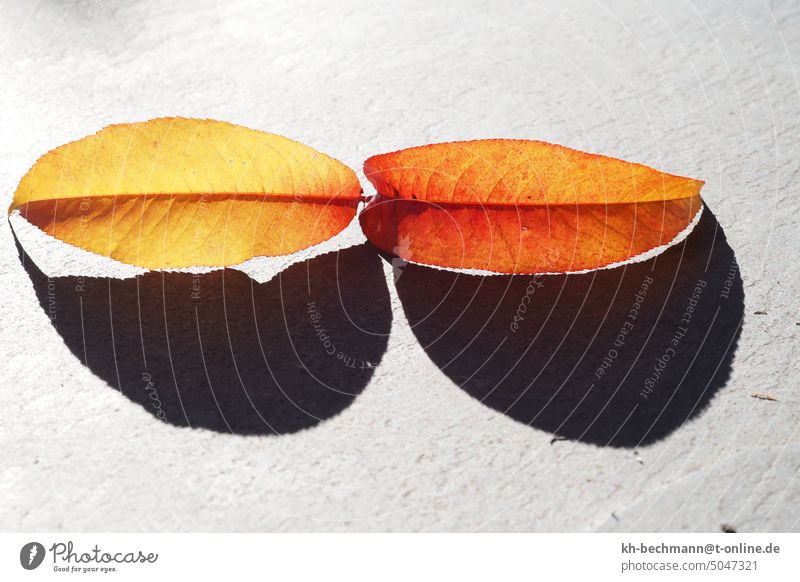 Herbstlaub,goldene Pfirsichblätter,Schatten goldene Blätter pfirsichblätter Schattenwurf Schattenspiel Sonnenbrille Illusion Kontrast Sonnenlicht abstrakt