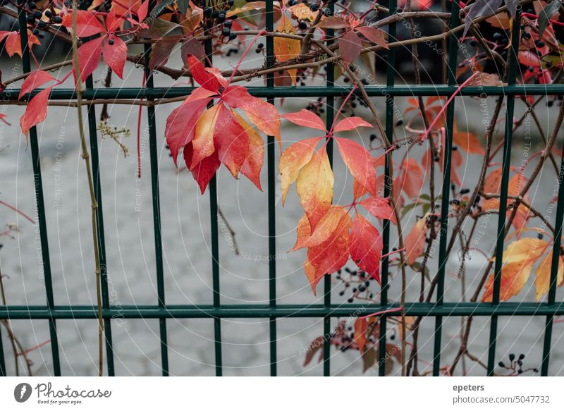 Metallzaun mit bunten Herbstblättern Blatt Blätter Herbstlaub Laubwerk Herbststimmung Herbstfärbung herbstlich Jahreszeiten Natur Herbstfarben Herbstwetter gelb