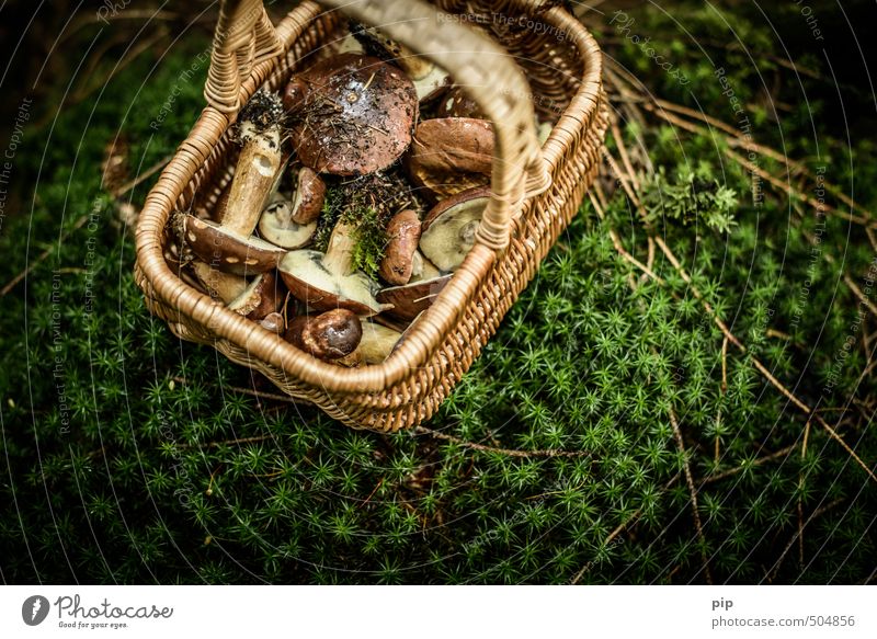 auf pilzjagd Natur Pflanze Herbst Moos Moosteppich Pilz Pilzsucher Maronenröhrling Wald Korb frisch braun grün voll wild ansammeln Ernährung essbar Pilzhut