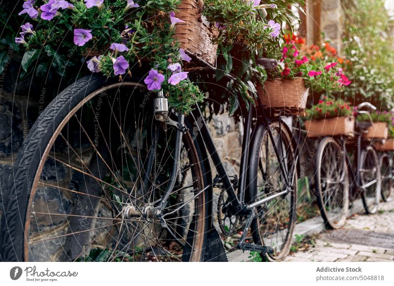 Fahrräder mit Blumen in der Nähe von Steinmauern Fahrrad Straßenbelag Steinwand Korb Buchse Regen nass üppig (Wuchs) Frühling Stadt Bürgersteig geparkt Fahrzeug