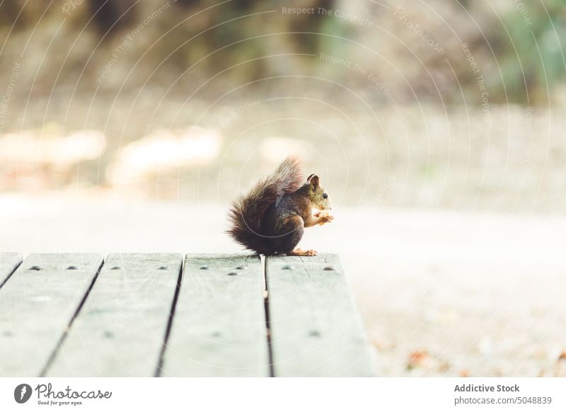 Süßes Eichhörnchen auf Holztisch Park Herbst Gras Fell Essen Rasen Nut Tier Natur Tierwelt Tisch hölzern Säugetiere niedlich Nagetiere klein pelzig fluffig