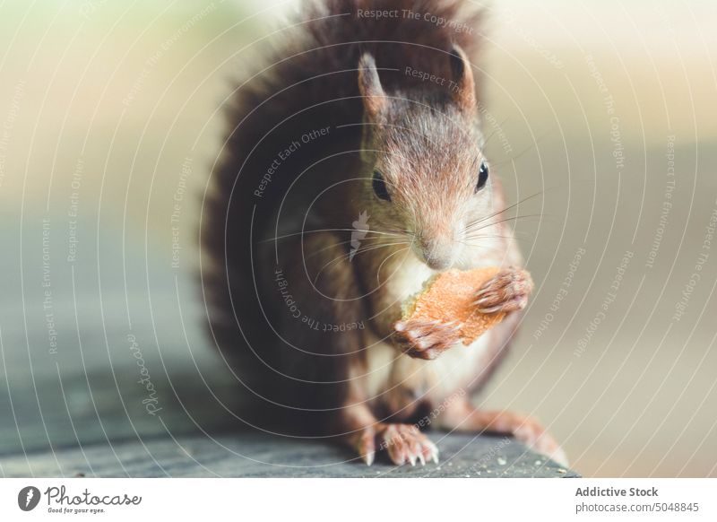 Süßes Eichhörnchen auf Holztisch Park Herbst Gras Fell Essen Rasen Nut Tier Natur Tierwelt Tisch hölzern Säugetiere niedlich Nagetiere klein pelzig fluffig