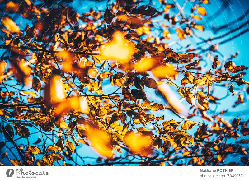 Gelbes Herbstlaub auf blauem Himmel Hintergrund lassen Laubwerk Baum Herbstwald Herbstfärbung Wald Herbststimmung herbstlich Blätter Jahreszeiten