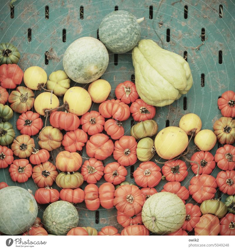 Kleines Gemüse Zierkürbisse Kürbiszeit Dekoration & Verzierung Zierpflanze dekorativ Kürbisgewächse Herbst Farbfoto Lebensmittel Bioprodukte herbstlich