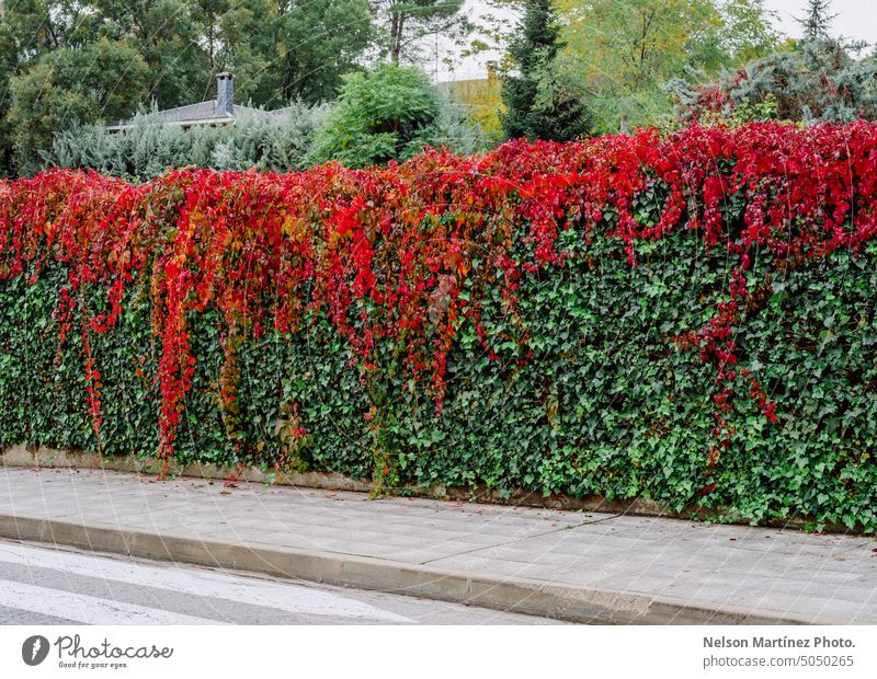 Herbstmuster aus roten und grünen lebenden Blättern Tapete Muster Laubwerk Hintergrund deckend Außenseite Pflanze Blatt Wachstum Klettern Buchse Vorbau bunt