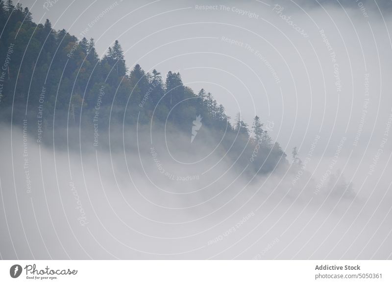 Nebel in der Nähe des Herbstwaldes Wald Baum Waldgebiet Landschaft Natur Laubwerk malerisch Wälder fallen friedlich Saison Cloud Umwelt üppig (Wuchs) wild