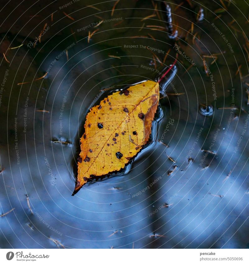 kalenderblatt Blatt herbst Herbstlaub Pfütze Herbstblatt gefallen Wasser November Kalender Kalenderblatt Jahreszeit Spiegelung herbstlich Natur