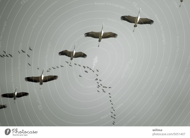 Kraniche formatieren sich am Himmel zur Abreise, diagonal, im Hintergrund kommen noch einige dazu fliegen Zugvögel Zugvogel Formationsflug Vogelzug Vogelschwarm