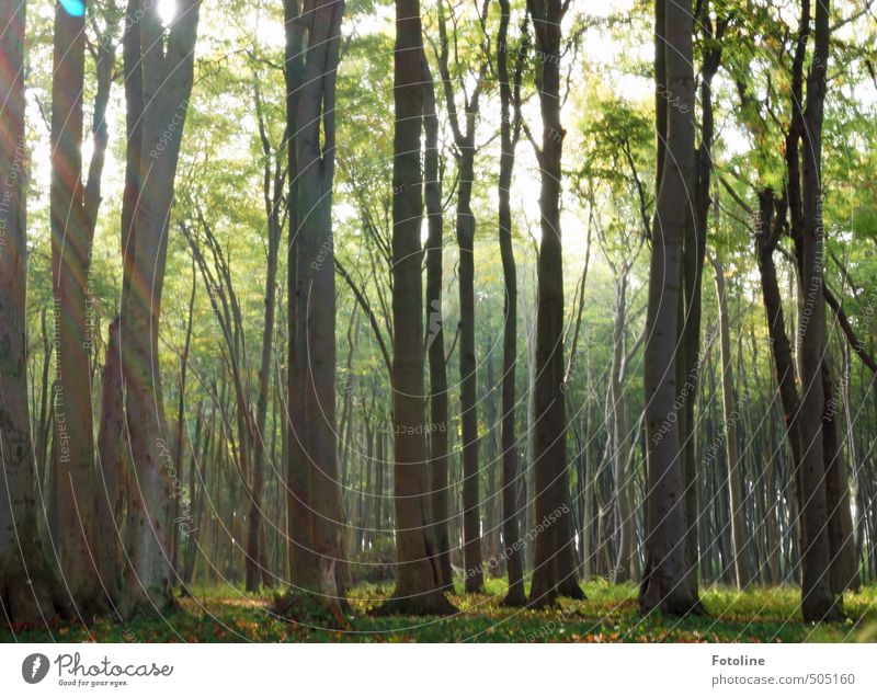 Licht ins Dunkel Umwelt Natur Landschaft Pflanze Herbst Baum Wald hell natürlich Wärme Buchenwald Buchengewächs Farbfoto mehrfarbig Außenaufnahme Menschenleer