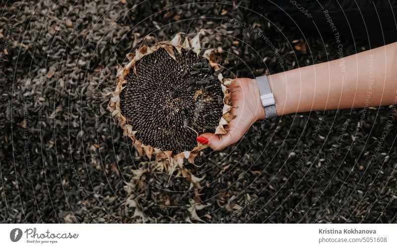 Frau hält reife Sonnenblumenkappe. Dreschen von Sonnenblumenkernen mit der Hand. Reiche Ernte in der Ukraine, Arbeit zu Hause. Öl wird sein. achene Ackerbau