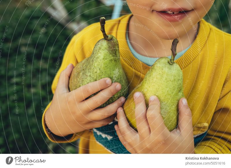 Süßer kleiner Junge hält reife Birnen. Kind im Garten erforscht Pflanzen, Natur im Herbst. Erstaunliche Szene. Ernte, Kindheit Konzept Essen Lebensmittel Frucht