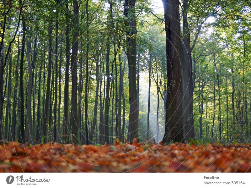 Buchen sollst du suchen! Umwelt Natur Landschaft Pflanze Herbst Baum Blatt Wald hell hoch natürlich Buchenwald Buchenblatt Farbfoto mehrfarbig Außenaufnahme Tag