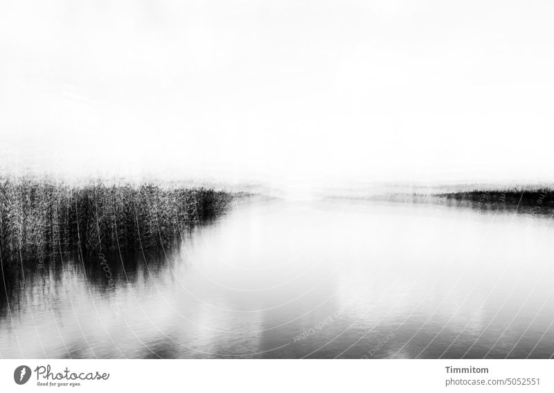 Viel war da nicht…Himmel, Wasser und etwas Schilf Horizont Schilfgras Fjord Natur Einfahrt Reflexion & Spiegelung Menschenleer Wasserspiegelung Dänemark