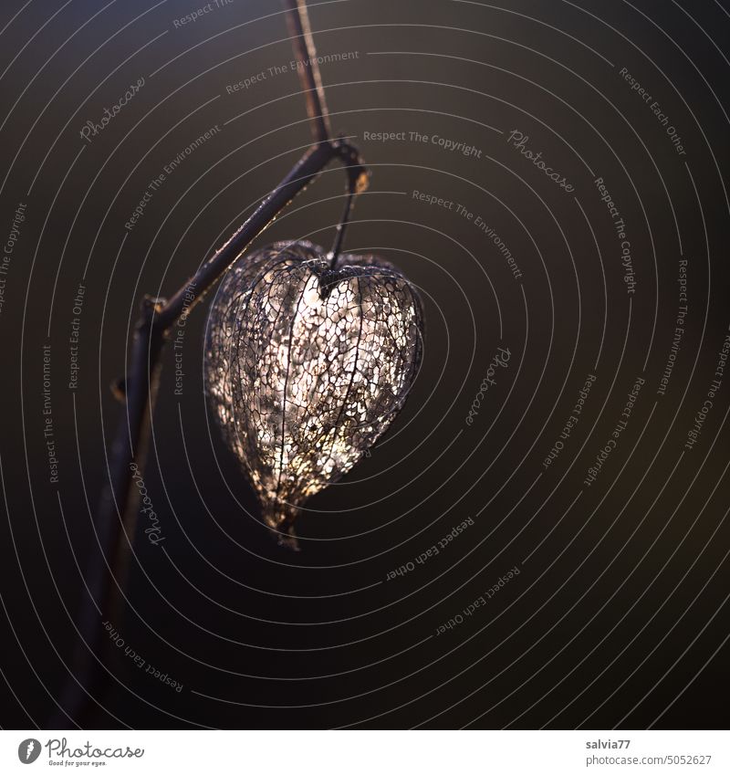Lampionblume, vertrockneter Samenstand im Gegenlicht Physalis Physalis alkekengi Nachtschattengewächs Pflanze Frucht Vergänglichkeit Herbst Menschenleer