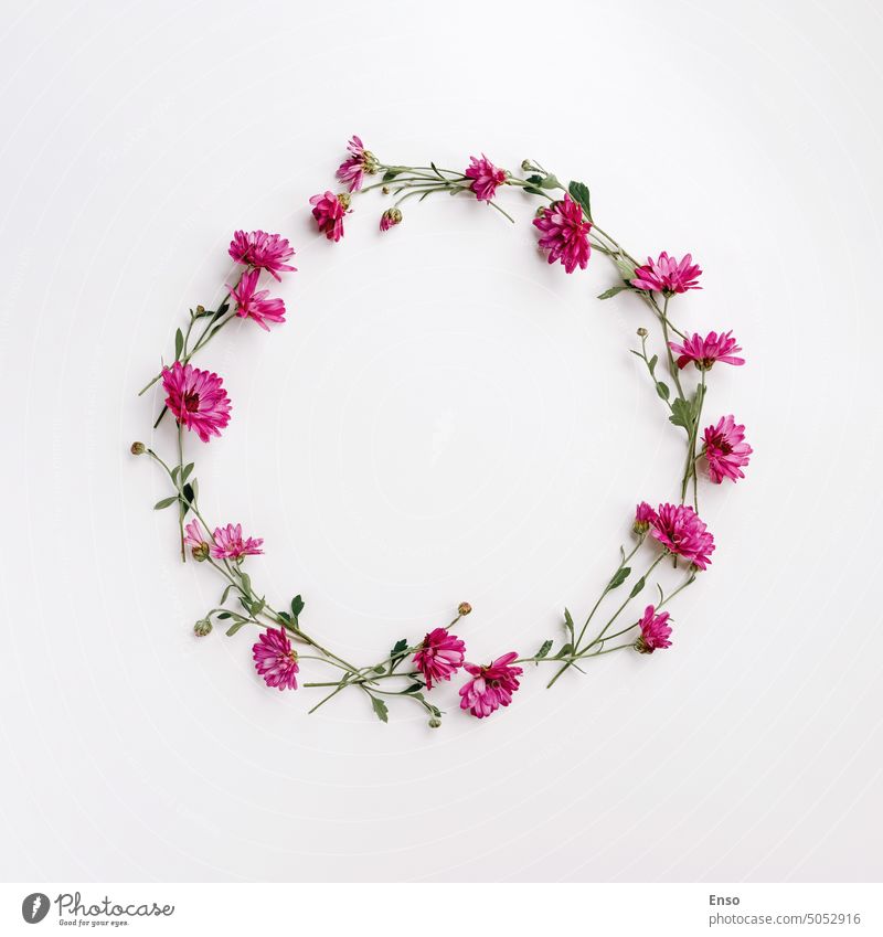 Blumenkranz aus rosa Chrysanthemen auf weißem Hintergrund, flat lay, Draufsicht, copy space flache Verlegung geblümt kreisen Frühling Hochzeit Postkarte