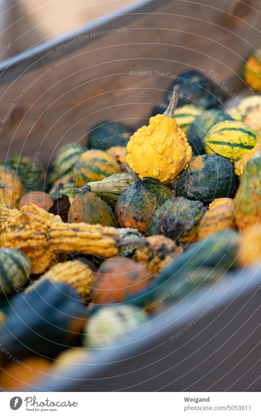 Bunte kleine Zierkürbisse in Holzkiste Kürbis Herbst Halloween gelb hrün orange Erntedank ernten Dekoration Oktober Natur Lebensmittel
