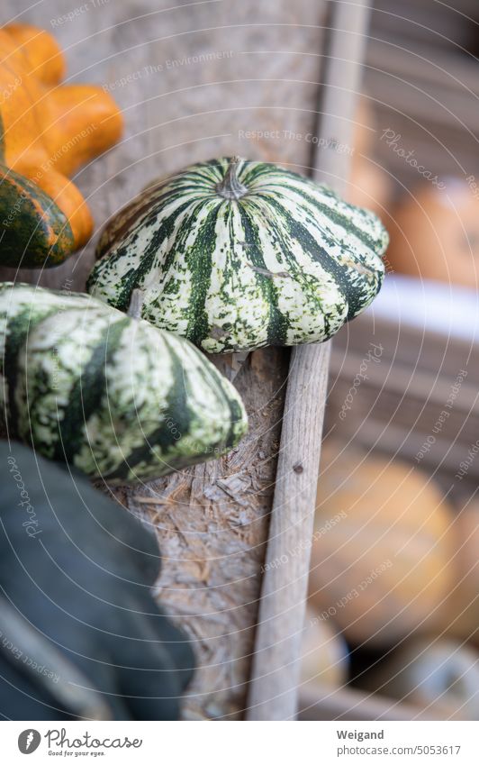 2 grüne Zierkürbisse im Freien Kürbis Herbst Halloween Gemüse Ernte Jahreszeit Natur Dekoration & Verzierung Erntedank Lebensmittel Ackerbau