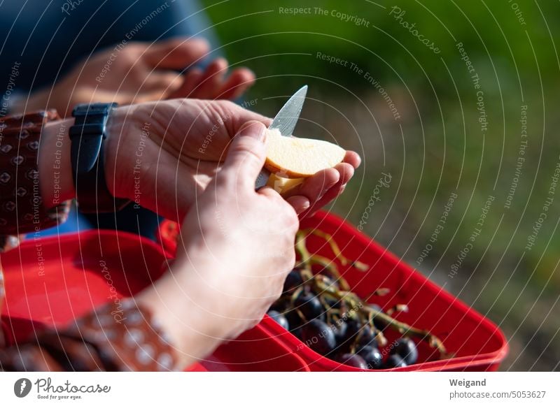 Frau halbiert Apfelstück in Natur Stück Trauben Messer Herbst Jahreszeit Hände Lebensmittel Ernährung Obst