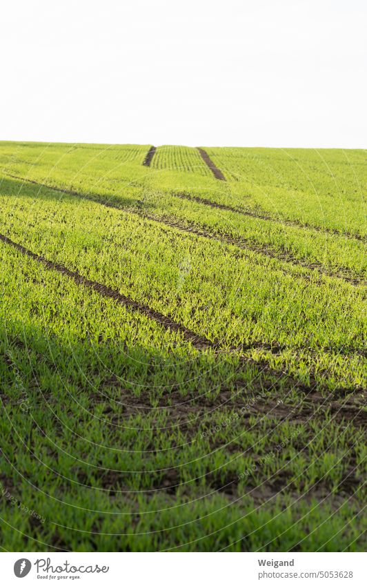 Grünes Ackerfeld halb in der Sonne mit Furchen Feld grün Landwirtschaft sonne Außenaufnahme sommer menschenleer Natur