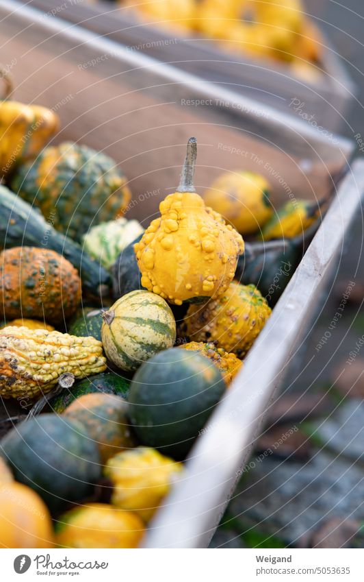 Kleine Zierkürbisse, grün und gelb, in Kiste Kürbis Herbst Ernte Erntezeit Halloween draussen natur Dekoration Lebensmittel Jahreszeit