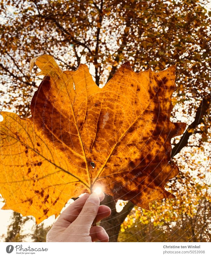 Das orange gefärbte große Blatt einer Platane gegen die Sonne halten Platanenblatt Herbstblatt Sonnenstrahlen Hand festhalten Natur herbstlich Herbstfärbung