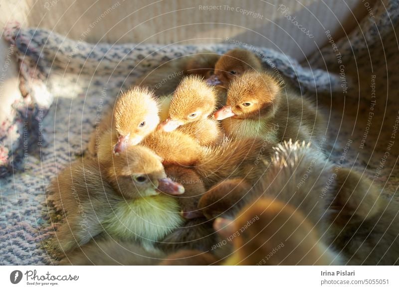 Eine Schar neugeborener Entenküken in einem Karton, Ansicht von oben. Ein lokaler Markt verkauft kleine neugeborene Hühner und Masthähnchen in einer Kartonschachtel. Konzept für ein landwirtschaftliches Unternehmen. Zucht von Geflügel