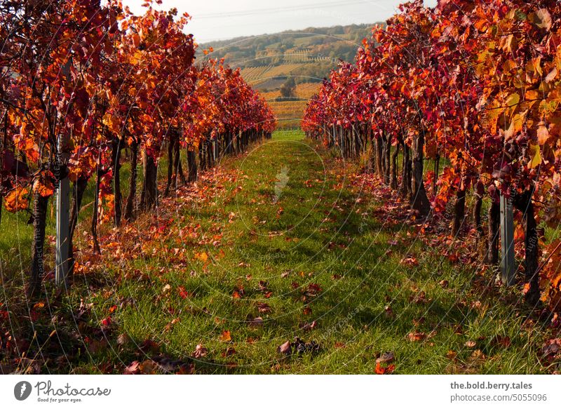 Weingartenreihen im Herbst mit rotem Laub Weinrebe Herbstlaub herbstlich Blätter Herbststimmung Herbstfärbung Herbstfarben Laubwerk Herbstsaison Außenaufnahme