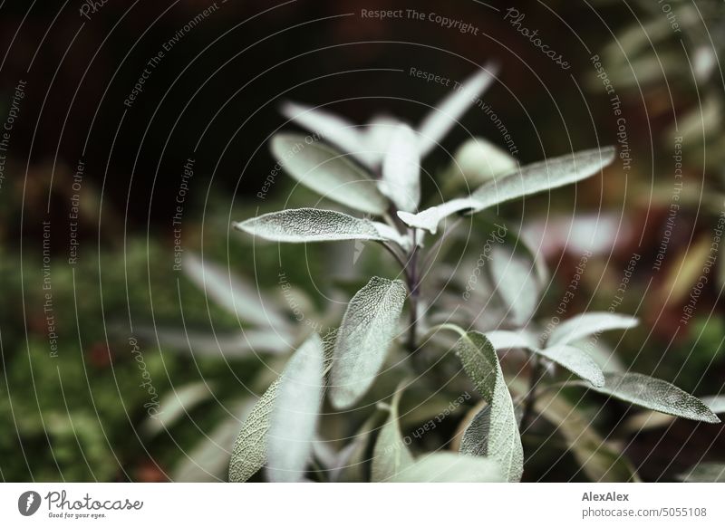 Salbeipflanze (Salvia officinalis) in Naheaufnahme - im Hintergrund andere Käuter auf einem Hochbeet Kräuter grün Pflanze Gewächs Zucht Kräuter & Gewürze Blatt