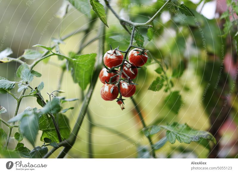 Rote Cherrytomaten an einem Tomatenstrauch - Buschtomaten grün einzeln Pflanze Essen Nahrung Gemüse Gesunde Ernährung Frucht Stengel Pflanzenzucht Gemüseanbau
