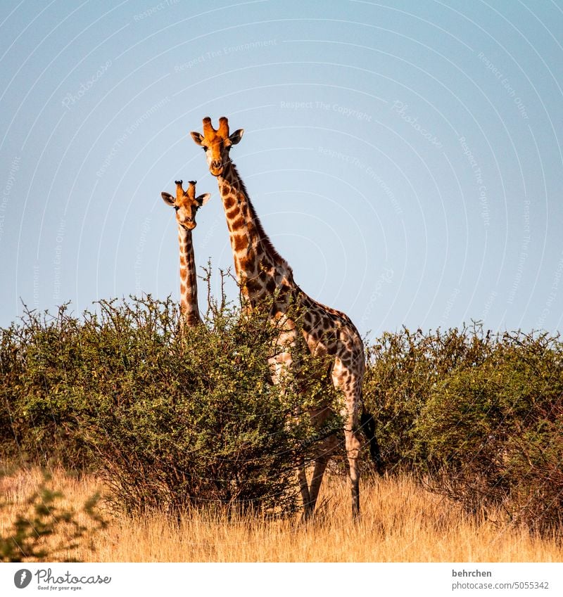 was guckst du?! wild Afrika Namibia Außenaufnahme Ferne Fernweh Farbfoto Freiheit Ferien & Urlaub & Reisen Landschaft Abenteuer Natur Wärme besonders
