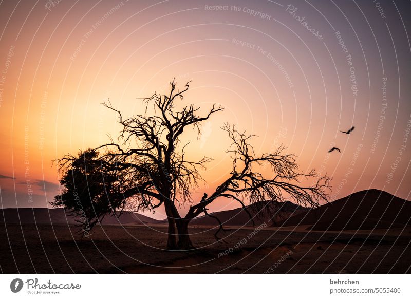 wenn der tag beginnt Schatten Licht Sossusvlei Außenaufnahme Sesriem dune 45 Sand Wüste Afrika Namibia Ferne Fernweh Sehnsucht reisen Farbfoto Landschaft