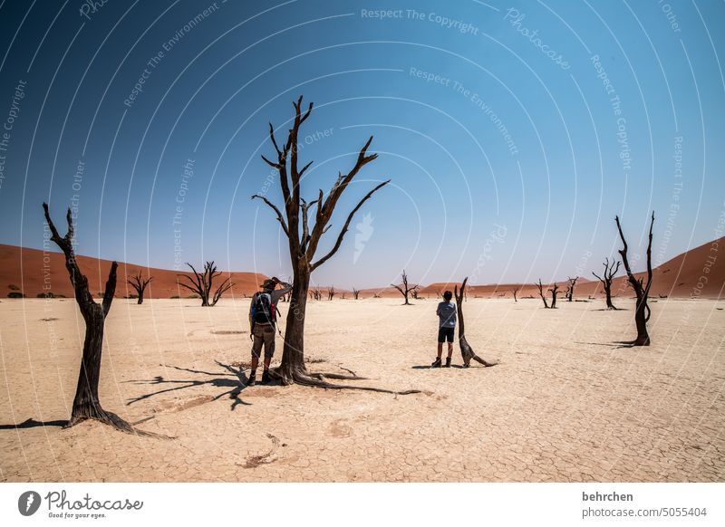 alt wie ein baum Sossusvlei Außenaufnahme Sesriem Sand Wüste Afrika Namibia Ferne Fernweh Sehnsucht reisen Farbfoto Einsamkeit Freiheit Natur
