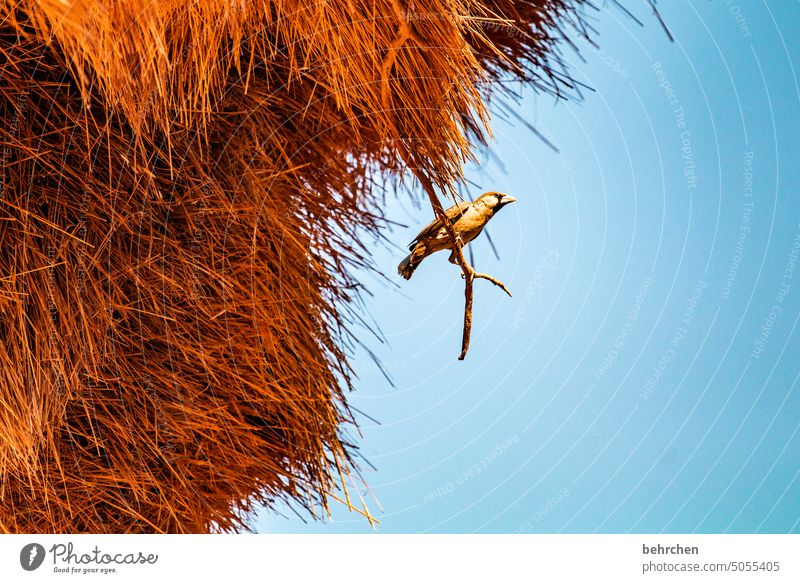 nesthocker Flügel fliegen beeindruckend Freiheit Himmel besonders Ferien & Urlaub & Reisen Farbfoto reisen Fernweh Ferne Wildnis Tier Namibia Afrika wild frei