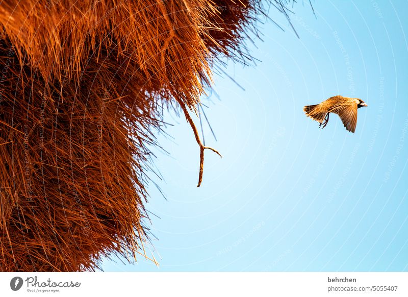 nestflüchter Flügel fliegen beeindruckend Freiheit Himmel besonders Ferien & Urlaub & Reisen Farbfoto reisen Fernweh Ferne Wildnis Tier Namibia Afrika wild frei
