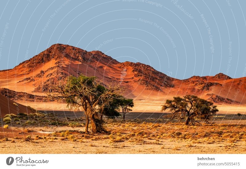 unsere erde Schatten Licht Sossusvlei Außenaufnahme Sesriem Sand Wüste Afrika Namibia Ferne Fernweh reisen Farbfoto Landschaft Ferien & Urlaub & Reisen Natur
