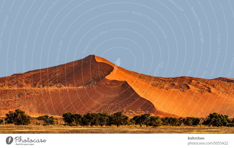 unsere erde Himmel Menschenleer Namib Dürre trocken Berge u. Gebirge Baum Bäume Klimawandel Umwelt sanddüne Dünen magisch beeindruckend besonders traumhaft