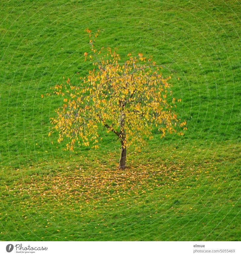 gelbe Blätter am und unter einem kleinen Laubbaum inmitten einer grünen Wiese / Herbst Oktober goldener Herbst goldener Oktober Blatt Baum Kirschbaum fallen